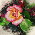 Watercolor painted beautiful stylized pink rose Royalty Free Stock Photo