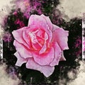 Watercolor painted beautiful stylized pink rose Royalty Free Stock Photo