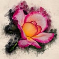 Watercolor painted beautiful stylized pink and white rose Royalty Free Stock Photo