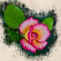 Watercolor painted beautiful stylized pink and white rose Royalty Free Stock Photo