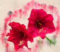 Watercolor painted beautiful stylized red amarilis