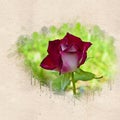 Watercolor painted beautiful stylized red rose