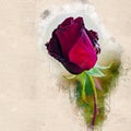 Watercolor painted beautiful stylized red rose