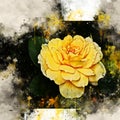 Watercolor painted beautiful stylized yellow rose