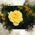 Watercolor painted beautiful stylized yellow rose