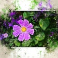 Watercolor painted beautiful violet flower cosmos