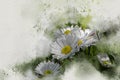 Watercolor painted white daisies