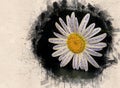 Watercolor painted beautiful white daisy Royalty Free Stock Photo