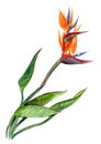 Watercolor painted Bird of Paradise, strelizia tropical flower with leaves Royalty Free Stock Photo