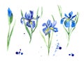 Watercolor painted blue iris isolated on white, watercolor irises set