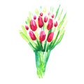 Watercolor painted bunch of pink tulips. Bright design decoration element. Use as a sticker, illustration, decorative idea.