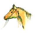 Watercolor painted chestnut horse head with equestrian sport bridle on white. Royalty Free Stock Photo