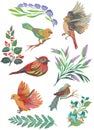 Watercolor painted collection of birds and feathers. Hand drawn design elements isolated on white background. Royalty Free Stock Photo