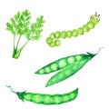 Watercolor painted collection of green vegetables and Funny caterpillar. Hand drawn fresh vegan food design elements