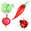 Watercolor painted collection of red vegetables and ladybug insect. Hand drawn fresh vegan food design elements isolated