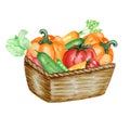 Watercolor painted collection of vegetables in wicker basket. Hand drawn fresh food design elements isolated on white