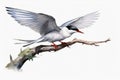 Watercolor painted common tern on a white background