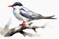 Watercolor painted common tern on a white background