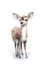 watercolor painted cute deer, realistic style, isolated on white , AI Generated Royalty Free Stock Photo