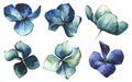 Watercolor painted floral set of blue, turquoise, virid, violet flowers of hydrangea isolated. Artistic collection.