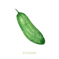 Watercolor painted green cucumber. Hand drawn fresh food design elements isolated on white background. Organic