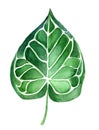 Watercolor painted green leaf isolated on white background.