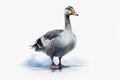Watercolor painted grey goose on a white background