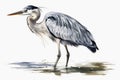 Watercolor painted grey heron on a white background