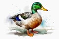 Watercolor painted mallard duck on a white background Royalty Free Stock Photo