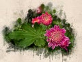 Watercolor painted pink chrysanthemum