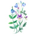 Watercolor painted realistic bouquete of meadow flowers isolated on white background.