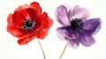 Red and Purple Anemone Flowers Watercolor Painting, Delicate Garden Blooms Royalty Free Stock Photo