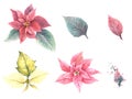 Watercolor painted set of red, pink, yellow Poinsettia flowers leaves and stains. Plant illustration Royalty Free Stock Photo