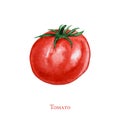 Watercolor painted tomato with clipping path. Hand drawn fresh food design elements isolated on white background Royalty Free Stock Photo