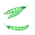 Watercolor painted vegetables. Hand drawn fresh vegan food Peas design elements isolated on white background.