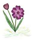 Watercolor paintig of simple blossoming flower Royalty Free Stock Photo