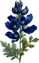 Watercolor painting of Aconite flower. AI-Generated.