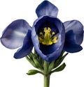 Watercolor painting of Aconite flower. AI-Generated.