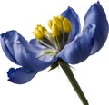 Watercolor painting of Aconite flower. AI-Generated.