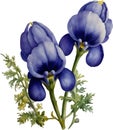 Watercolor painting of Aconite flower. AI-Generated.