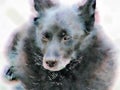 Watercolor painting of aging Schipperke dog. Close up. Royalty Free Stock Photo
