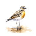 american golden plover Generative Ai