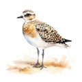 american golden plover Generative Ai