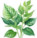 Watercolor painting of the Arrowhead plant.