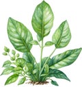 Watercolor painting of the Arrowhead plant.