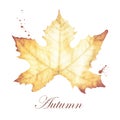 Watercolor Painting Of Autumn With Maple Leaves Drawing