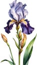 Watercolor painting of Bearded Iris flower. Illustration of flowers. AI-Generated. Royalty Free Stock Photo