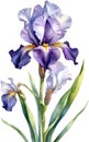 Watercolor painting of Bearded Iris flower. Illustration of flowers. AI-Generated.