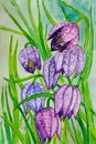 Watercolor Painting Of Fritillaria Meleagris