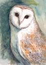 Watercolor painting of Beautiful portrait of barn owl Royalty Free Stock Photo
